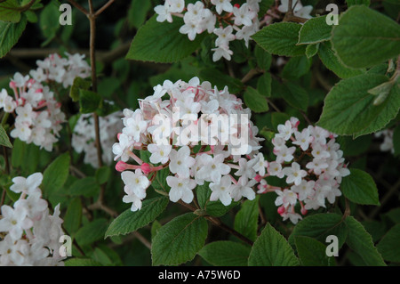 Viburnum juddii Evergreen fioritura profumata arbusto profumato Foto Stock