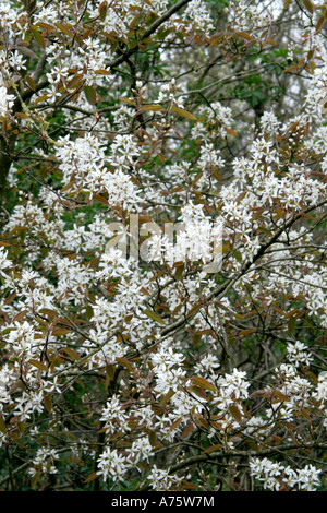 Amelanchier canadensis aprile 11 Foto Stock