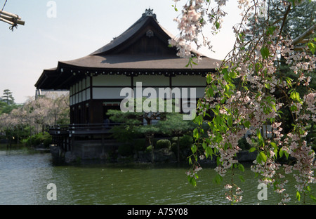 Blooming sakura albero nel Santuario Heian Giappone Kyoto Foto Stock