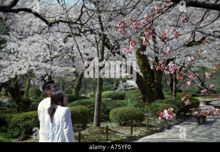 Coppia alla ricerca fino alla fioritura sakura alberi in giardino Kenrokuen Kanazawa Giappone Foto Stock