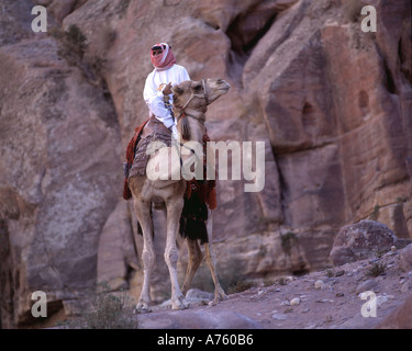 Bedouin su un cammello, Petra Giordania Foto Stock