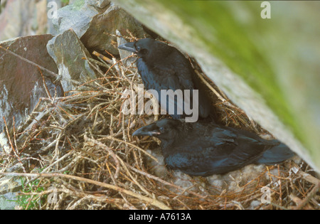 Guardando verso il basso sulla Raven giovani nel nido sulla scogliera Foto Stock