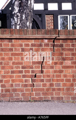 Grave crack in mattone muro di confine causato dalla vicinanza di argento betulla crescono nel giardino di casa e danneggiare le fondazioni Essex Inghilterra Foto Stock