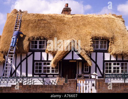 La Thatcher lavorando off scaletta a casa di un nuovo tetto di paglia a graticcio vecchio bianco e nero Inglese cottage di campagna Essex England Regno Unito Foto Stock