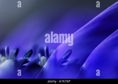 Anemone, close-up Foto Stock