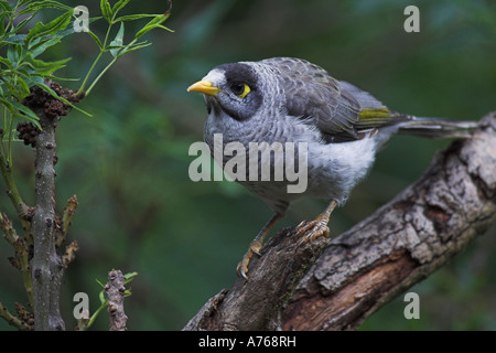 Noisy miner, manorina melanocephala, singolo adulto sul ramo Foto Stock