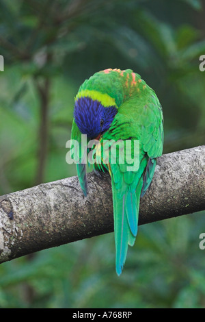 Rainbow lorikeet trichoglossus haematodus, singolo adulto preening Foto Stock