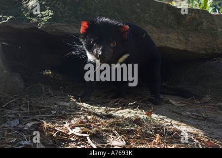 Diavolo della Tasmania, sarcophilus harrisi, juvenille singolo Foto Stock