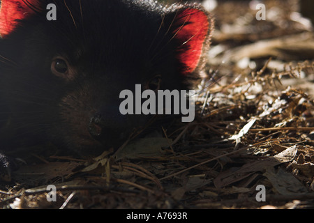 Diavolo della Tasmania, sarcophilus harrisi, juvenille singolo Foto Stock