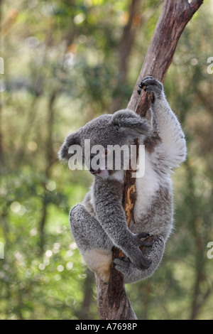 Il Koala, phascolarctos cinereus, singolo bambino in una struttura ad albero Foto Stock
