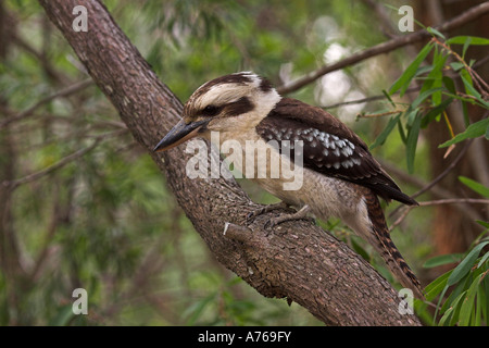 Ridendo kookaburra, dacelo novaeguineae, singolo adulto nella struttura ad albero Foto Stock