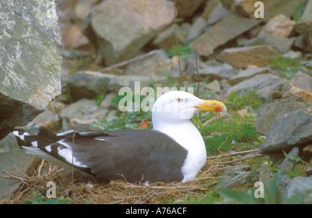 Grande Black Back Gabbiano seduta sul nido tra i sassi Foto Stock