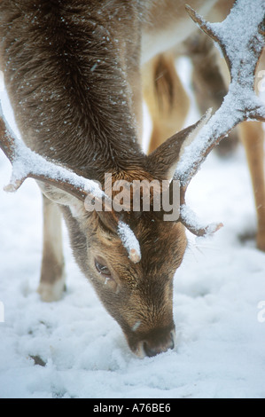 Daini Buck in Snow captive Foto Stock