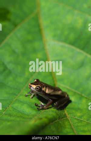 I capretti Mappa Treefrog, 'raganella' Hyla geographica, su una foglia, bacino amazzonico del Perù Foto Stock