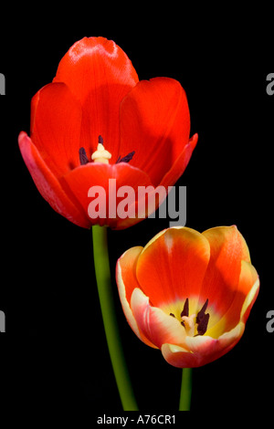 Chiudere l'immagine macro di un rosso e rosa tulip (tulipa) testine su uno sfondo nero. Foto Stock