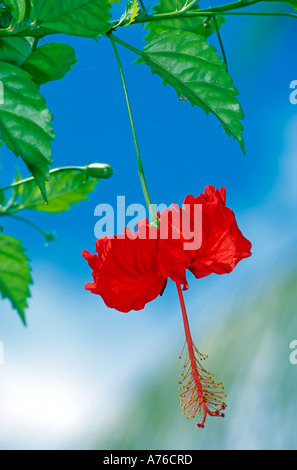 Un rosso brillante (hibiscus acetosella) bloom appeso a un albero contro un cielo blu. Foto Stock