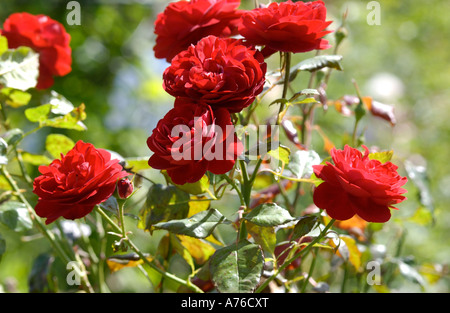 Astrantia major var nozze di rubino Foto Stock