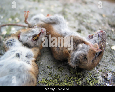 Due topi morti Foto Stock