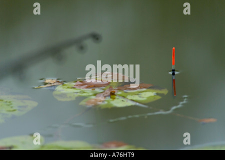 In attesa di un bite - che mostra la punta dello stelo di flottazione e il riflesso nell'acqua. Foto Stock