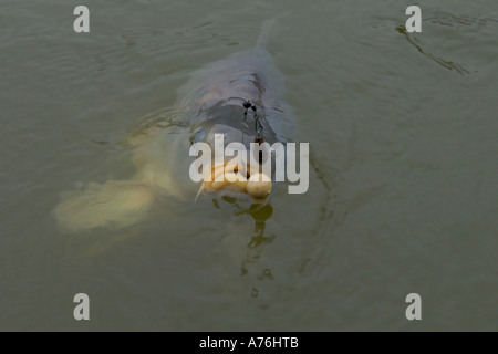 In prossimità di una carpa comune catturati su un gancio che mostra la linea ed esca. Foto Stock