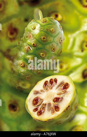 Frutti di Noni (Morinda citrifolia) Foto Stock