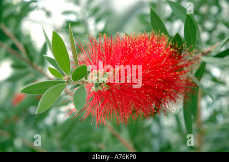 Callistemon citrinus var splendens rosso Bottiglia australiano spazzola Foto Stock