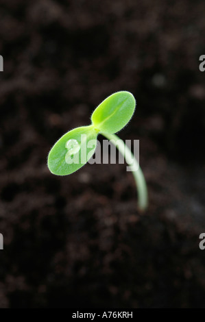 Piantina, close-up Foto Stock