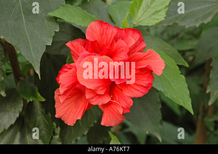 Hibiscus rosa-sinensis fiore chiamato anche Rose di Cina Foto Stock