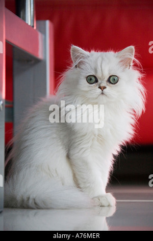 Bianco gatto persiano, close-up Foto Stock