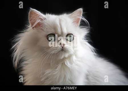 Bianco gatto persiano Foto Stock