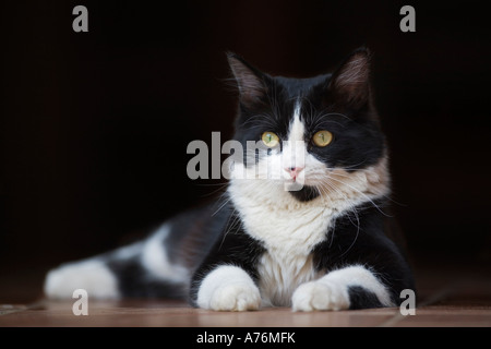 Gatto sdraiato, close-up Foto Stock