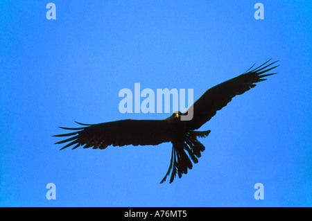 Un giallo-fatturati Kite (Milvus aegyptius) in volo contro un luminoso cielo blu. Foto Stock