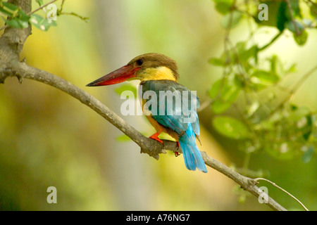 Close up di una cicogna-fatturati Kingfisher (Pelargopsis capensis aka Halcyon capensis) appollaiato su un ramo. Foto Stock