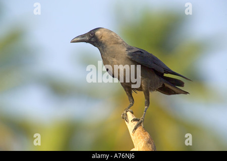 Close up di un solitario capretti Carrion Crow (Corvus corone) appollaiato su un ramo. Foto Stock