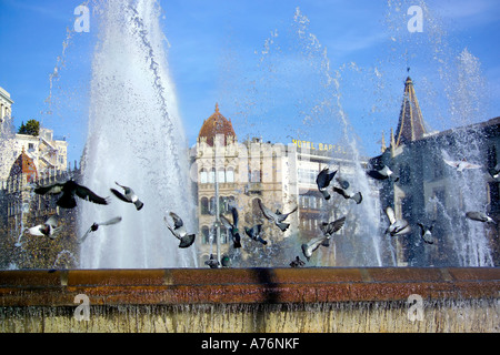 Diversi Feral piccioni domestici (Columba livia domestica) startled tenendo fuori dal bordo di una fontana nel centro della citta'. Foto Stock