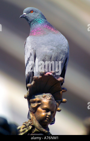 Un solitario selvatici piccioni domestici (Columba livia domestica) arroccato sulla cima di una statuetta in centro città. Foto Stock