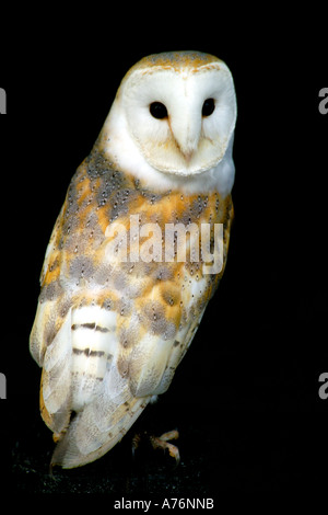 A piena lunghezza Ritratto di un Barbagianni (Tyto alba) in piedi su un pesce persico contro uno sfondo nero. Foto Stock