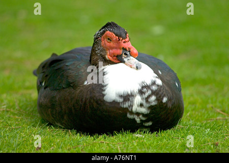 Anatra muta (Cairina moschata) aka d'anatra, seduto sull'erba. Foto Stock