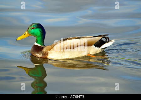 Un maschio di Mallard duck (Anas platyrhynchos) paddling e riflessa su un lago nel sole del tardo pomeriggio. Foto Stock