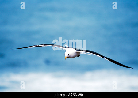 Un adulto grande nero-backed sea-gull (Larus marinus) in volo sulla costa meridionale del Regno Unito. Foto Stock