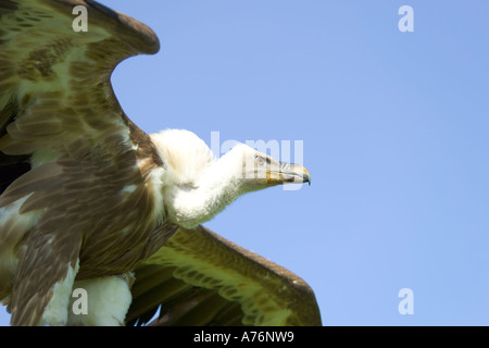 Close up ritratto di un adolescente Rüppell's Vulture (Gyps rueppellii). Foto Stock