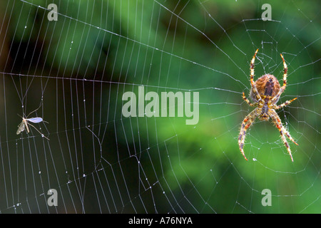 Un grande giardino europeo spider (Araneus diadematus) aka cross spider, nel mezzo del suo orb nastro avendo preso un volo. Foto Stock