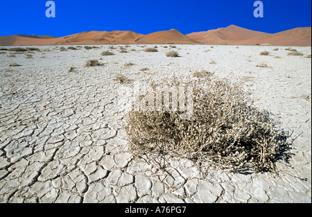 Deserto Namibiano paesaggio con arbusti secchi a secco su un letto del fiume e le dune di sabbia in background. Foto Stock