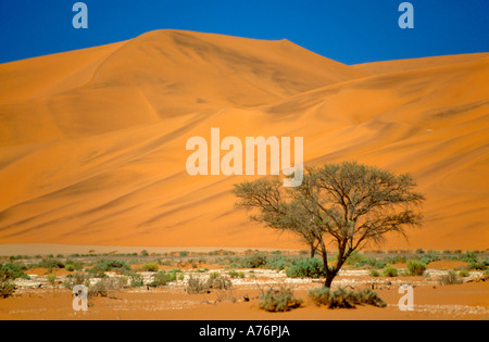 Un lone tree su un letto asciutto del fiume a Sossusvlei in Namibia Foto Stock