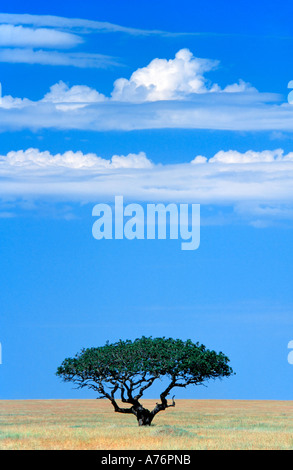 Un unico albero di acacia sulle pianure del Serengeti contro un cielo blu. Foto Stock