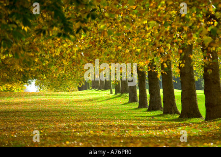 Una compressa di vista in prospettiva di una linea di alberi con foglie di colore di tornitura in autunno. Foto Stock