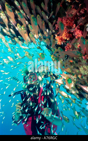 Un fotografo subacqueo con una secca di Glassfish (parapriacanthus guentheri) intorno a una barriera corallina. Foto Stock