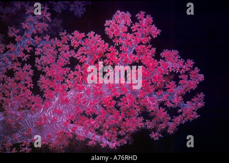 Chiudere su di una rosa colore cerise soft coral (Dendronepthya) contro uno sfondo nero nel Mare Rosso. Foto Stock