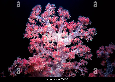 Chiudere su di una rosa colore cerise soft coral (Dendronepthya) contro uno sfondo nero nel Mare Rosso. Foto Stock