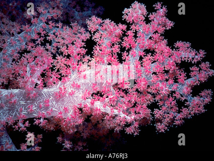 Chiudere su di una rosa colore cerise soft coral (Dendronepthya) contro uno sfondo nero nel Mare Rosso. Foto Stock